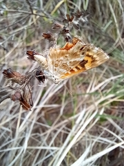 Papilionoidea