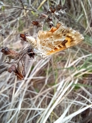 Papilionoidea