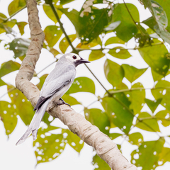 Dicrurus leucophaeus leucogenis