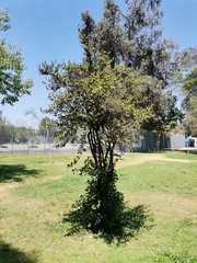 Quillaja saponaria