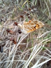 Papilionoidea