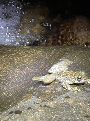 Amolops hongkongensis