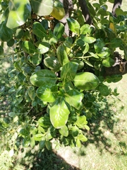 Quillaja saponaria
