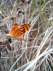 Papilionoidea