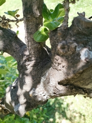 Quillaja saponaria