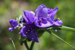 Tradescantia ohiensis