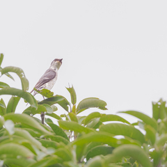 Pericrocotus divaricatus