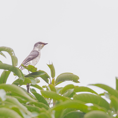 Pericrocotus divaricatus