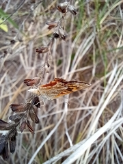 Papilionoidea