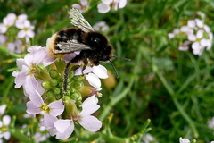 Bombus ruderarius