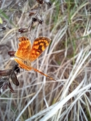 Papilionoidea