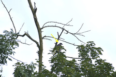 Corvus cornix × corone