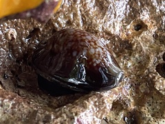 Monetaria caputserpentis