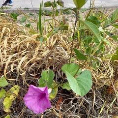 Ipomoea asarifolia
