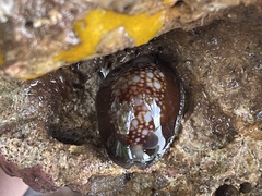 Monetaria caputserpentis