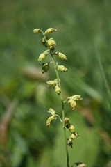 Heuchera richardsonii