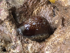 Monetaria caputserpentis