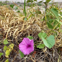 Ipomoea asarifolia