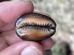 Monetaria caputserpentis