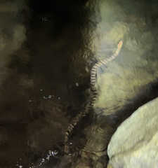 Trimerodytes aequifasciatus