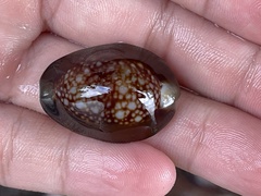 Monetaria caputserpentis