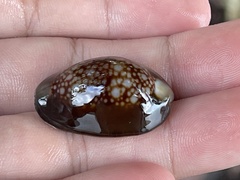 Monetaria caputserpentis