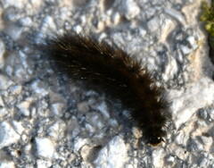 Spilosomina