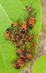 Oncopeltus nigriceps