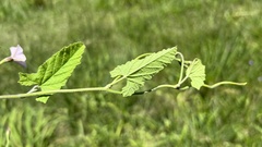 Convolvulus crenatifolius