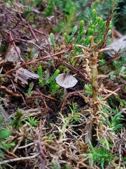 Mycena leptocephala