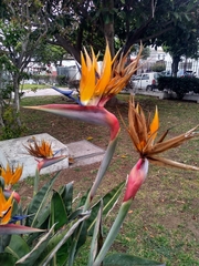 Strelitzia