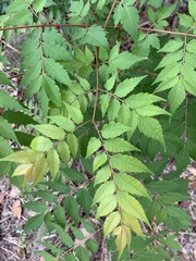 Koelreuteria bipinnata