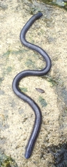 Caecilia