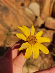 Helianthus gracilentus