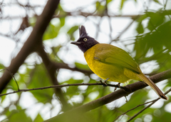 Rubigula flaviventris
