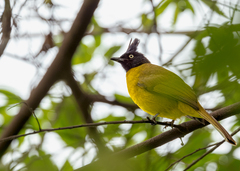 Rubigula flaviventris