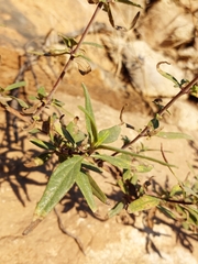 Helianthus gracilentus