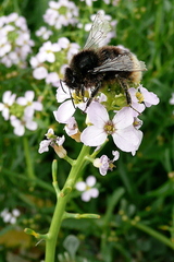 Bombus ruderarius