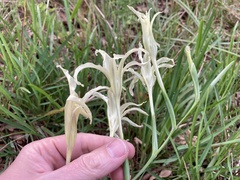 Gladiolus undulatus