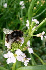 Bombus ruderarius