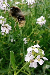 Bombus ruderarius