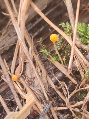 Mycena acicula
