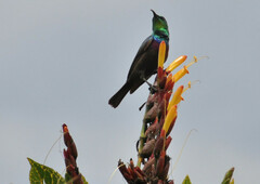 Cinnyris bifasciatus