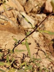 Helianthus gracilentus