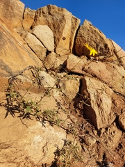 Helianthus gracilentus