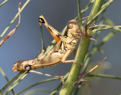 Melanoplus cameronis