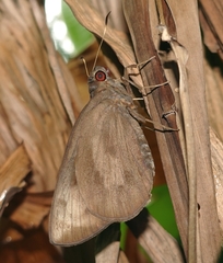 Erionota torus
