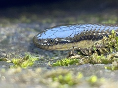 Opisthotropis lateralis