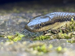 Opisthotropis lateralis