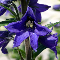 Delphinium elatum